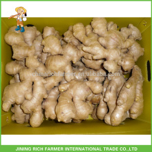 Shandong Fresh Ginger Air Dried Ginger 250g up In 5kg PVC Box For Turkey Market